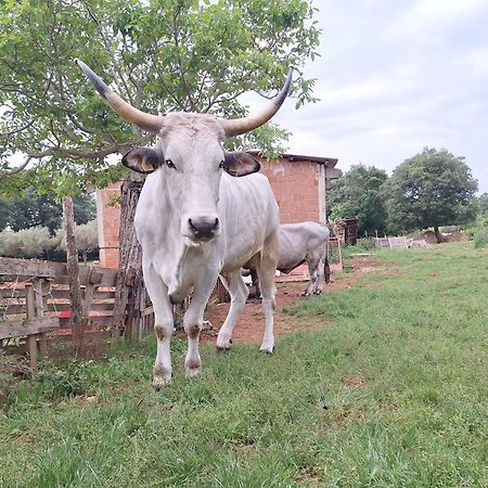 Ranch Radin Bed & Breakfast Brtonigla Luaran gambar