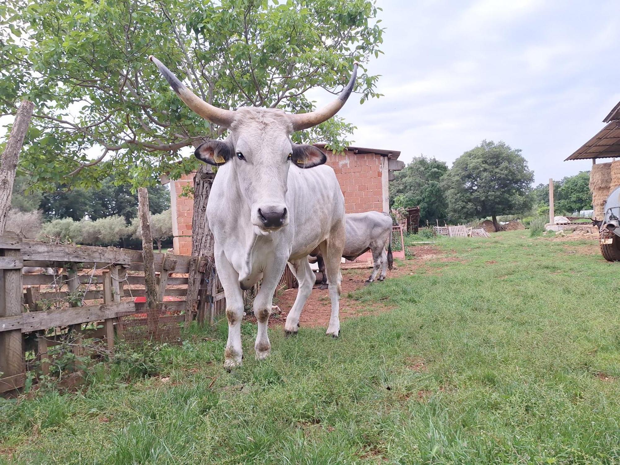 Ranch Radin Bed & Breakfast Brtonigla Luaran gambar
